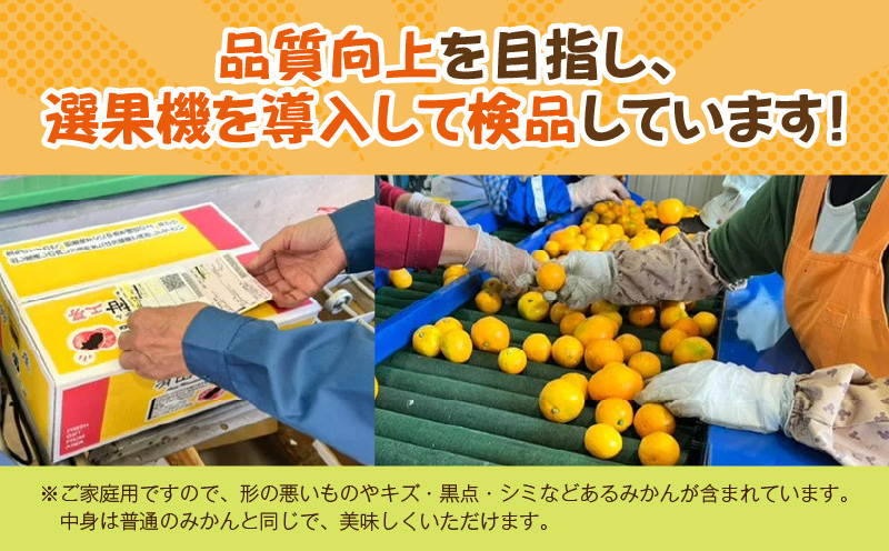 ZJ6097_果物ランキング1位獲得！ 総合ランキング6位獲得！TV