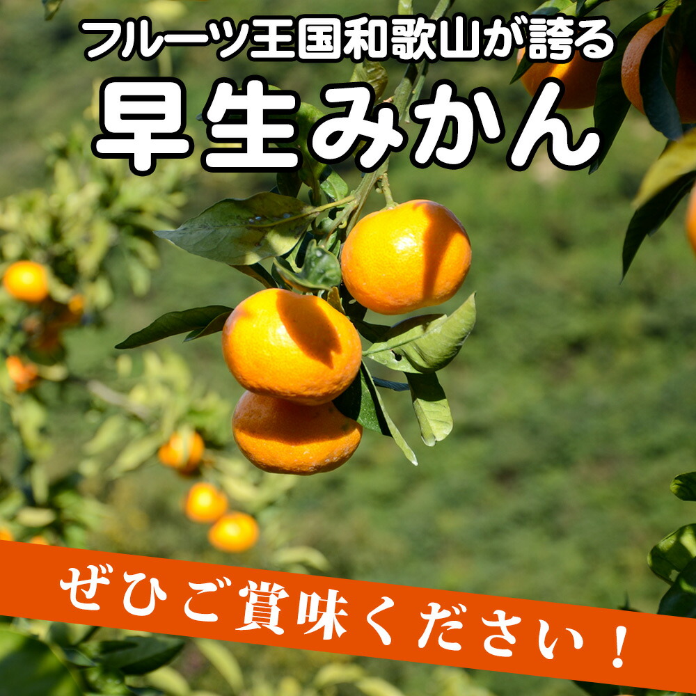 EA6034n_（訳あり 家庭用）濃厚な味わいのこだわり 有田みか