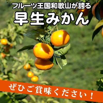 EA6035n_（訳あり 家庭用）濃厚な味わいのこだわり 有田みか