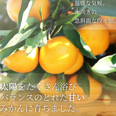 ZE6415_【秀品】有田みかん 和歌山県有田産 2kg (2S～Lサイズ混