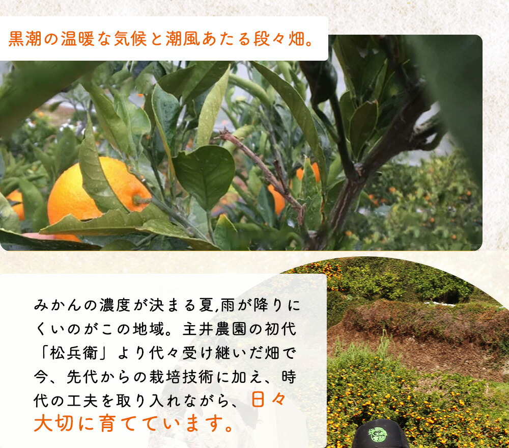 ZS6159_主井農園 高級 カラマンダリン 2kg サイズ混合