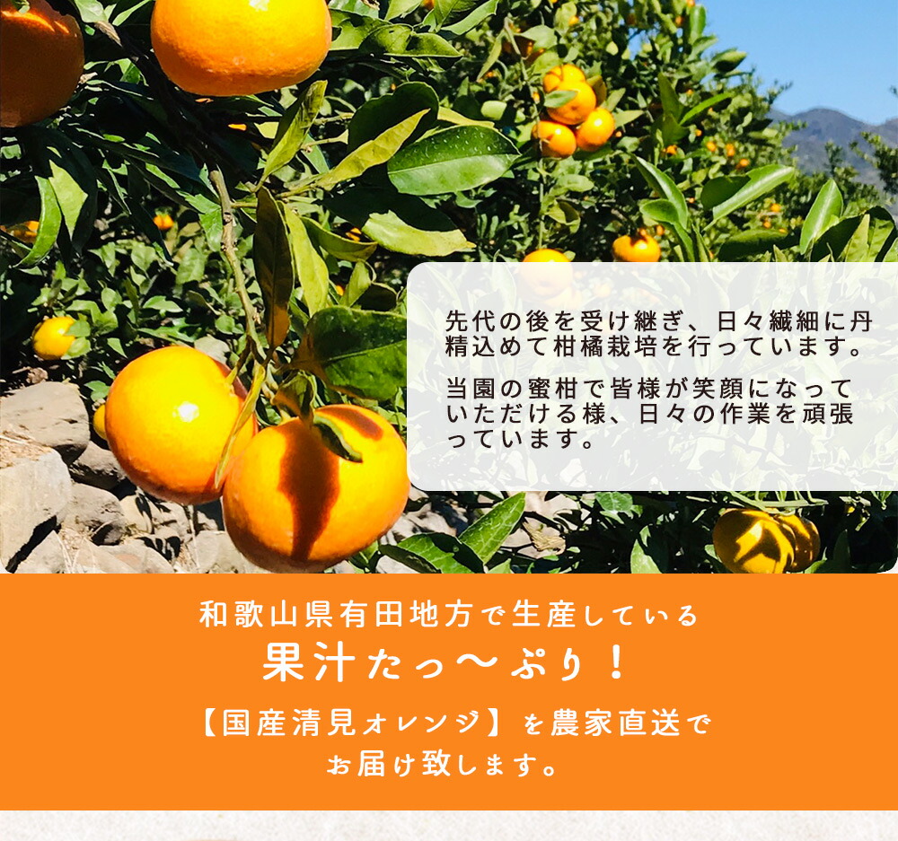 ZT6401_【2026年先行予約】清見オレンジ 秀優 3kg S～3Lサイズ