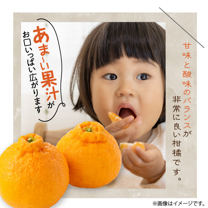 U6300_【2026年先行予約】デコポン 秀品 18玉～24玉 和歌山県有