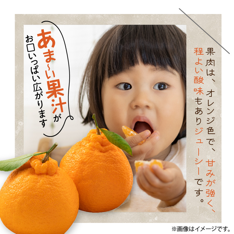 U6306_【2026年先行予約】不知火 しらぬい(デコポンと同品種) 