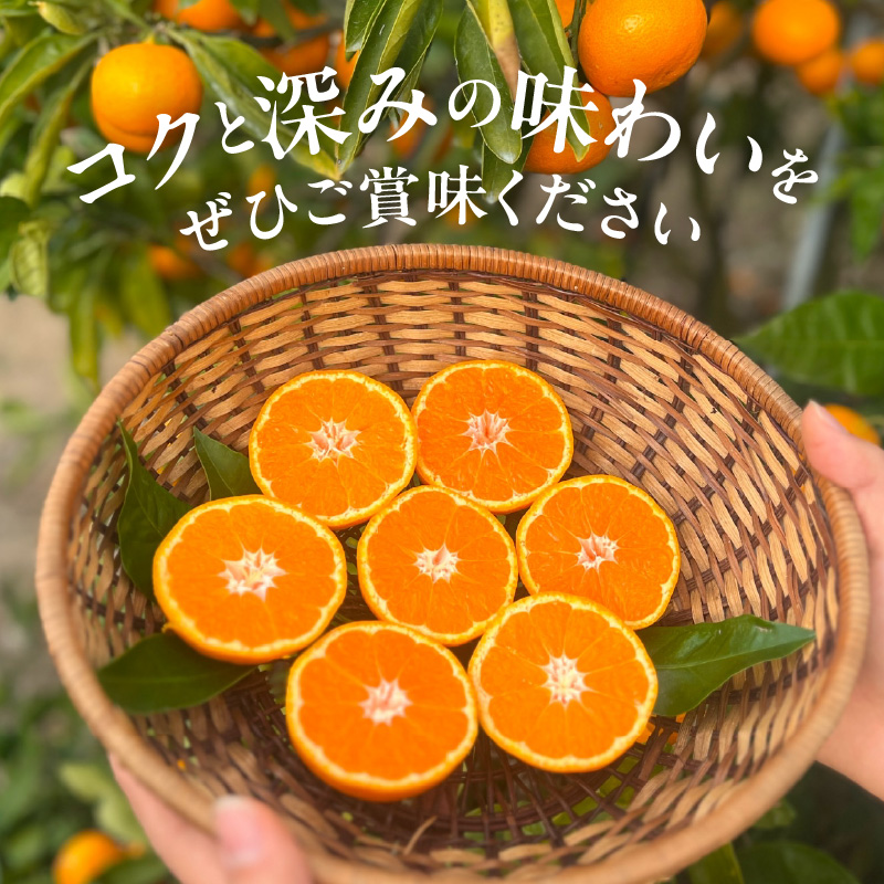 YA1000_完熟 アルギット みかん 3kg S～M サイズ