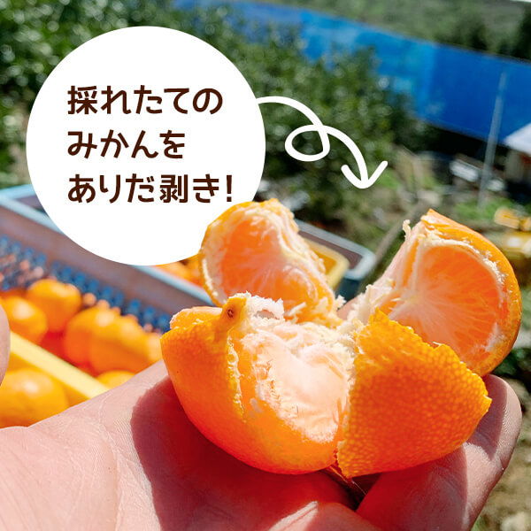 MK1004_みかん Ｍサイズ 秀品 箱込 10kg ( 内容量 9.2kg ) 有田み