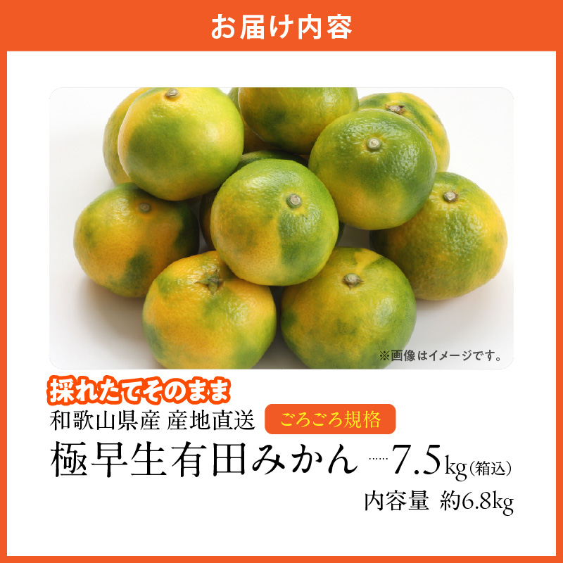 MK1079_【2026年先行予約】みかん 極早生 山から直送 箱込 7.5kg