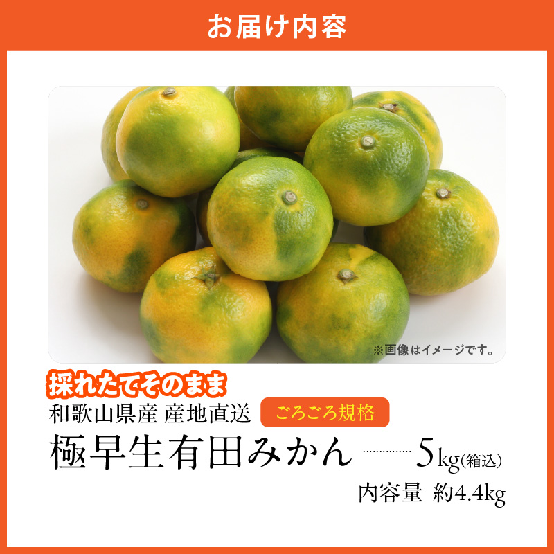 MK1080_【2026年先行予約】みかん 極早生 山から直送 箱込 5kg (