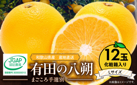 ZE6079n_【2026年先行予約】有田の八朔 (はっさく) 【化粧箱 】