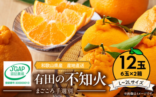 ZE6111n_【2026年先行予約】有田の不知火(しらぬひ)　6玉×2箱