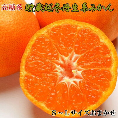 ZD6218n_【高糖系】【2026年先行予約】 貯蔵越冬 丹生系 みか