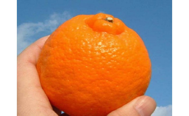 V7407_ポンカン[約5kg]和歌山県有田産 春みかん (果実サイズお