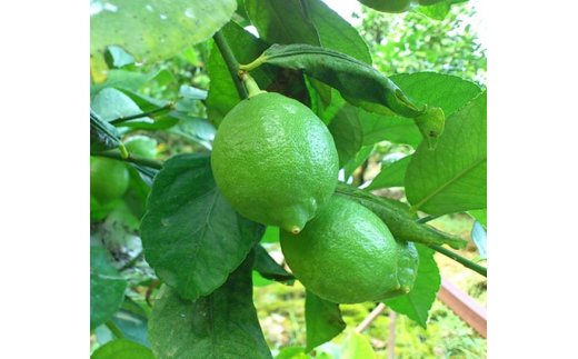 AB6066n_【国産】紀州和歌山産 有田レモン 1kg (サイズ混合)【