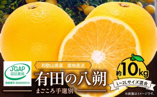 ZE6153n_【2026年先行予約】有田の八朔 (はっさく) 10kg (L～2Lサ