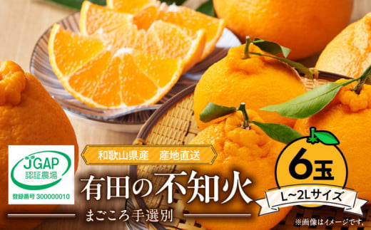 ZE6110n_【2026年先行予約】有田の不知火(しらぬひ)　6玉 （L