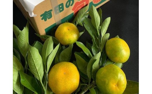 BF6041n_【数量限定】 ゆら早生みかん 5kg 赤秀 Sサイズ