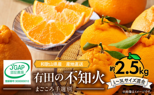 ZE6209n_【2026年先行予約】有田の不知火(しらぬひ) 2.5kg　8～11