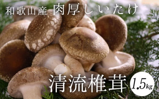 DM6001n_最高級 肉厚椎茸 清流椎茸 1.5kg【しいたけ シイタケ 