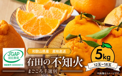 ZE6383n_【2026年先行予約】有田の不知火(しらぬひ) 5kg　12～18