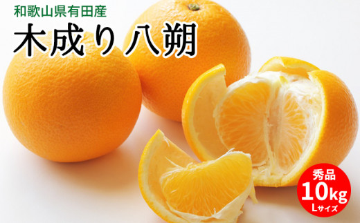 U6231n_【2026年先行予約】木成り八朔 秀品 約10kg Lサイズ 和歌