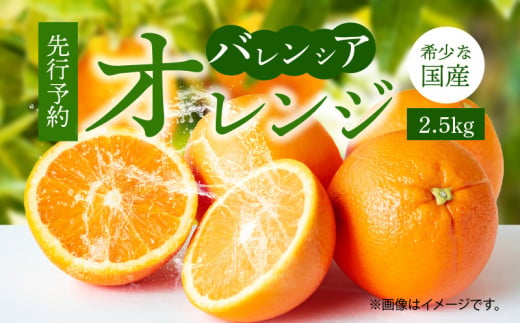 G7078_希少な 国産 バレンシアオレンジ 2.5kg 秀品
