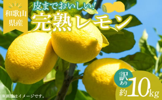 EA6025n_【訳あり・ご家庭用】完熟 レモン 10kg 皮まで使用可