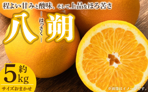 V7405_八朔(はっさく)[約5kg]和歌山県有田産 春みかん(果実サ