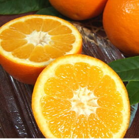 V7402_伊予柑(いよかん)[約8kg]和歌山県有田産 春みかん (果実