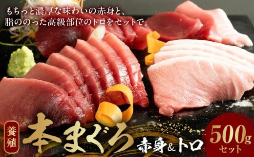 AZ6019_本マグロ （養殖） 赤身 ＆ トロ セット 500g