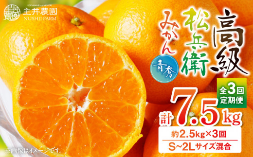 ZS69005_高級松兵衛みかん定期便【3回定期便】