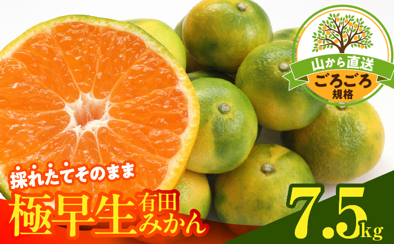 MK1079_【2026年先行予約】みかん 極早生 山から直送 箱込 7.5kg