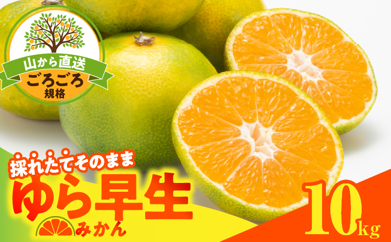 MK1062_【2026先行予約】ゆら早生 みかん 山から直送 箱込 10kg 