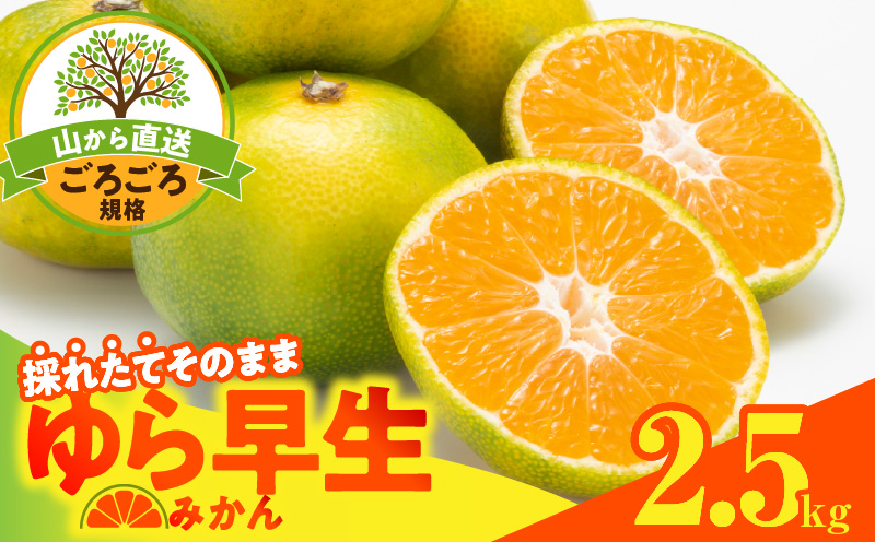 MK1065_ゆら早生 みかん 山から直送 箱込 2.5kg ( 内容量 2.3kg ) 