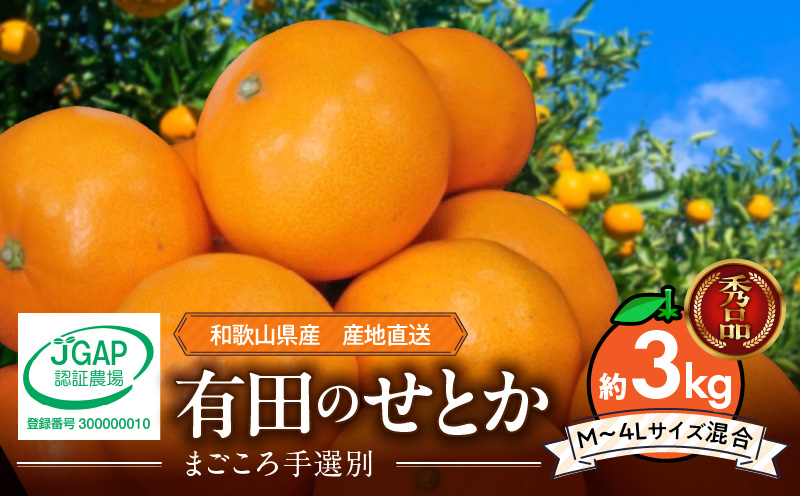 ZE6499_【2026年先行予約】【まごころ手選別】　せとか　約3kg