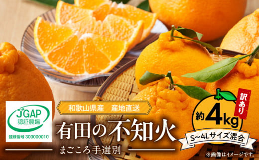 ZE6161n_【2026年先行予約】有田の不知火(しらぬひ) 【訳あり