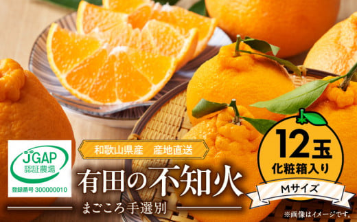 ZE6104n_【2026年先行予約】有田の不知火(しらぬひ）【化粧箱