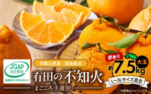 ZE6107n_【2026年先行予約】有田の不知火(しらぬひ) 【訳あり