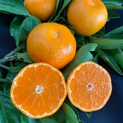 BF6007_【数量限定】 有田みかん 青秀 S,Мサイズ 約10kg 【ミカ