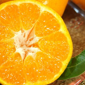 V7408_はるみ [約4kg] 和歌山県有田産 春みかん (果実サイズお