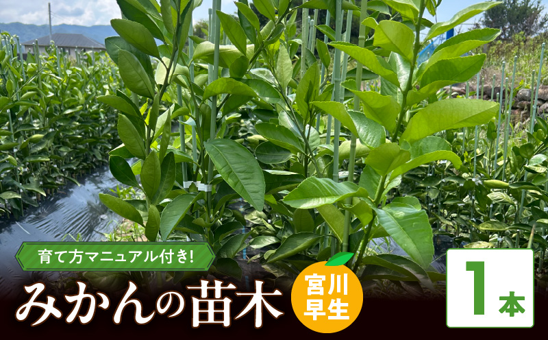 ZE6475_苗木 みかん 2年生【宮川早生】 1本セット【果樹 柑橘