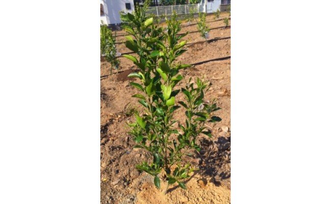 ZE6479_苗木 不知火 (しらぬひ) 2年生 1本