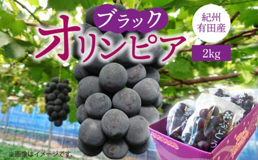 G7088_【2026年 先行予約】 紀州有田産 ブラックオリンピア (