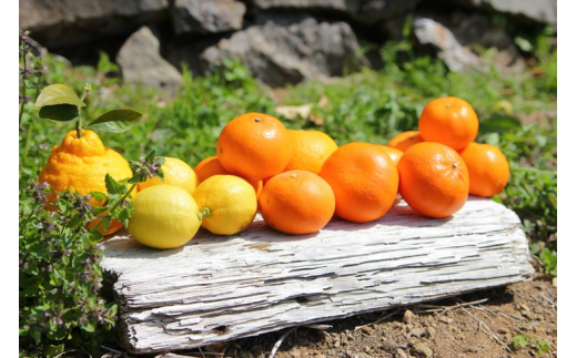 ZS6101n_主井農園 季節のこだわりみのりセット 【訳あり 家庭