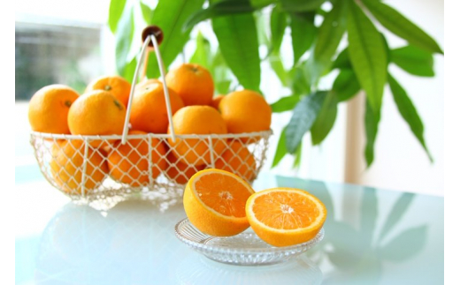 ZS6102n_主井農園 国産 バレンシアオレンジ 【訳あり 家庭用