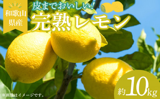 EA6013_和歌山県産 完熟 レモン 10kg 皮まで使用可能（栽培期