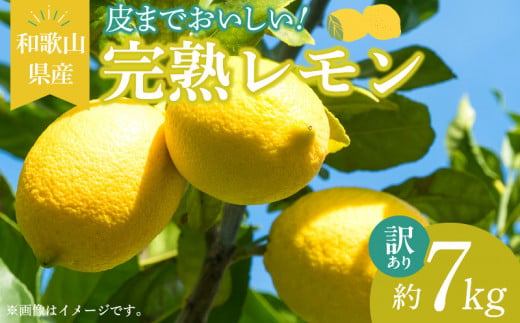 EA6024n_【訳あり・ご家庭用】完熟 レモン 7kg 皮まで使用可能