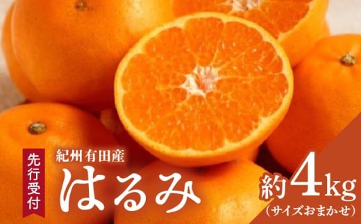 ZD6376n_【厳選・濃厚】【2026年先行予約】 紀州有田産のはる