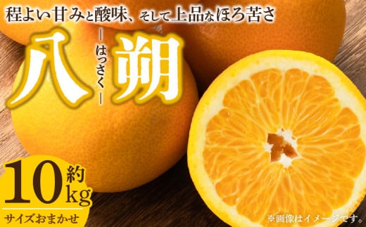 V7404_八朔(はっさく)[約10kg]和歌山県有田産 春みかん (果実サ