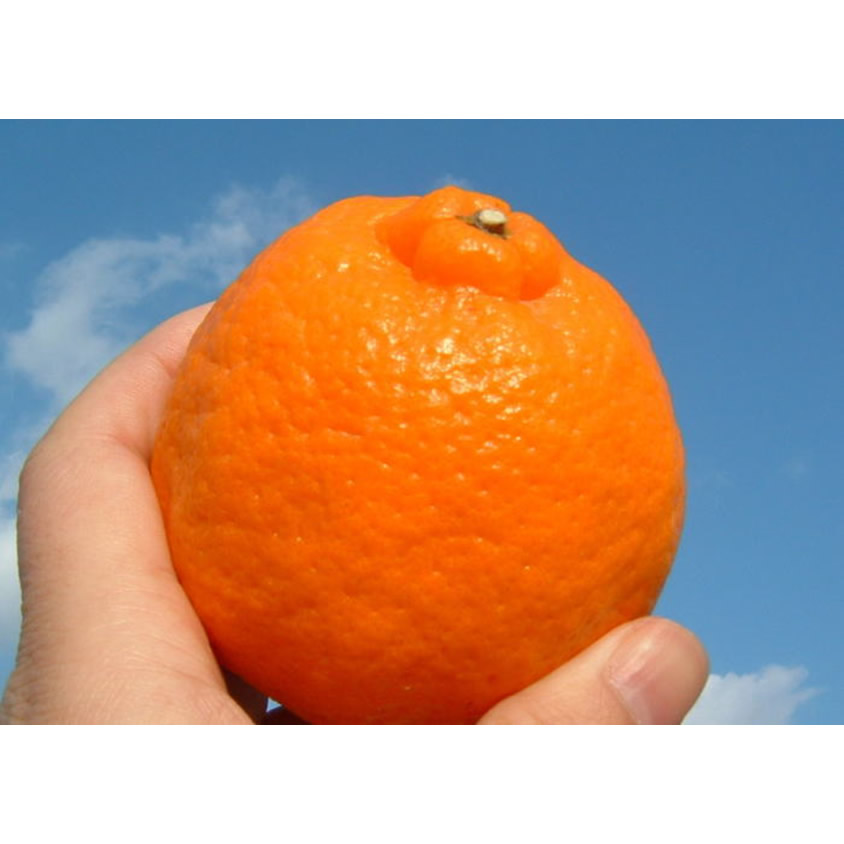 V7406_ポンカン[約8kg]和歌山県有田産 春みかん (果実サイズお