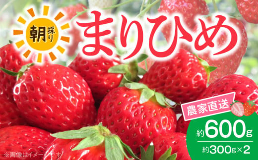 AB7334_【2026年先行予約】朝摘み 完熟 まりひめ いちご 約300g